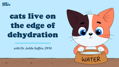 cats live on the edge of dehydration