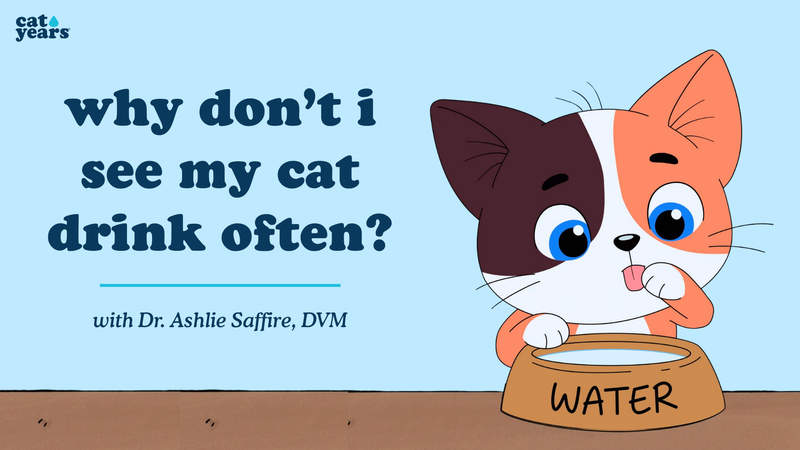 why don't i see my cat drink often?